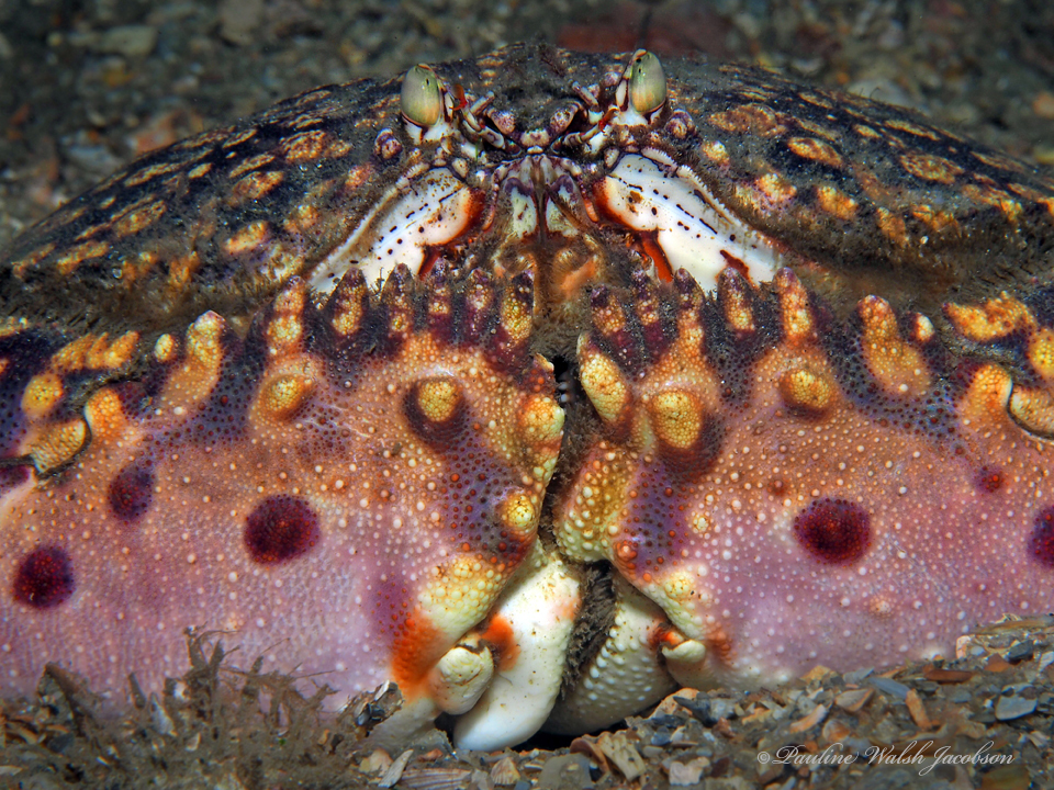 Box Crabs