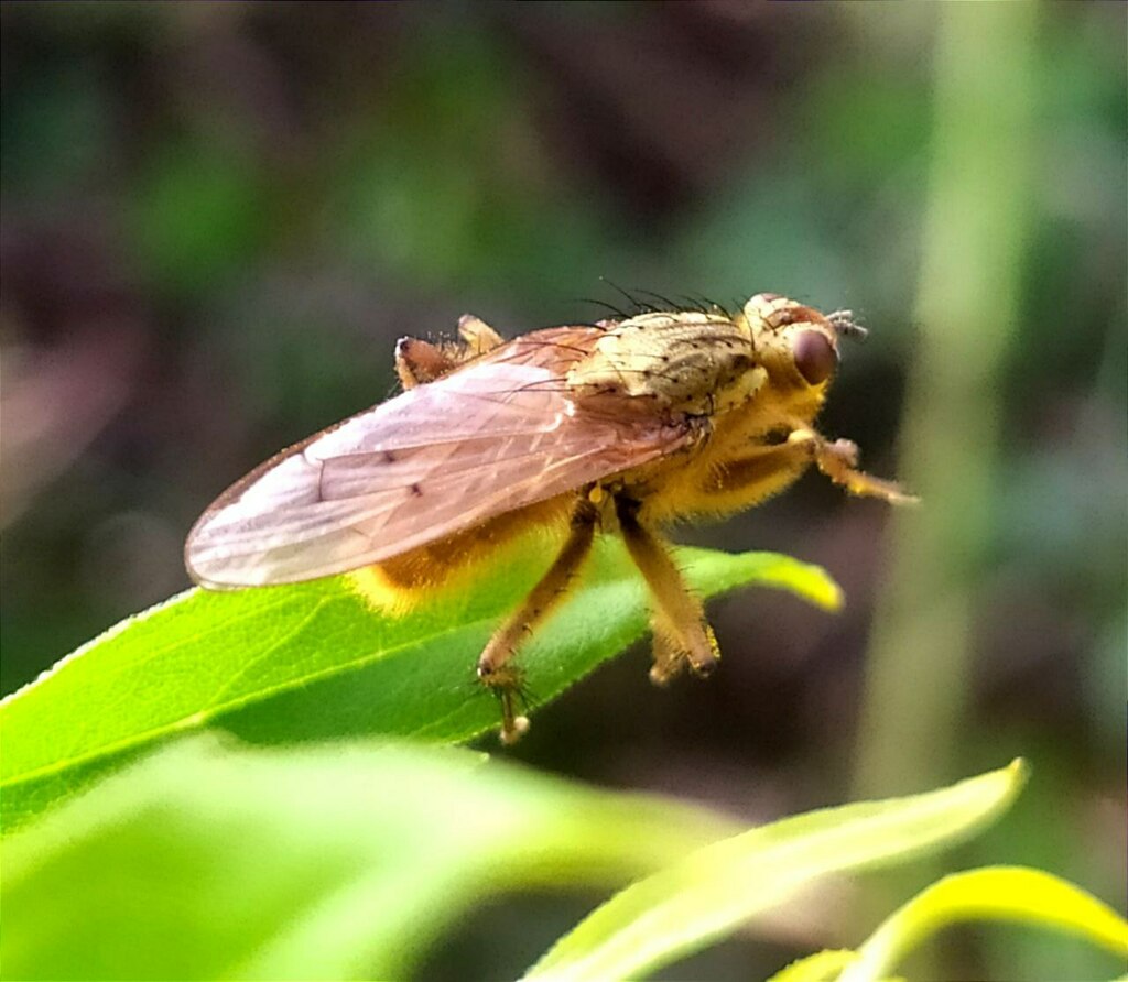 Golden Dung Fly from Советский район, Минск, Беларусь on October 14 ...