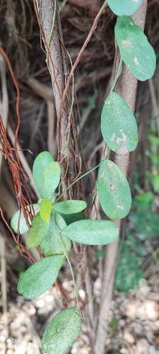 Cocculus orbiculatus iNat (2)