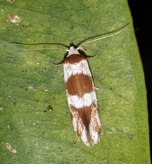 Prepocosma schalidota