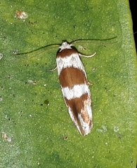 Prepocosma schalidota