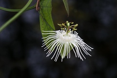 Passiflora misera