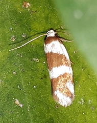 Prepocosma schalidota