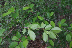 Photinia