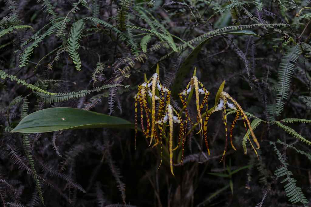 Maxillaria Alliance Orchids