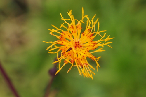 Gynura bicolor (Roxb. ex Willd.) DC.