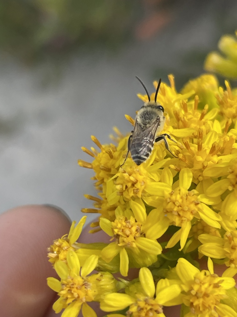 Beach Dune Cellophane Bee