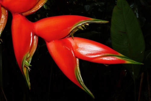 Heliconia bihai
