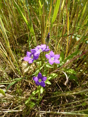 Legousia speculum-veneris