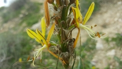 Asphodeline lutea
