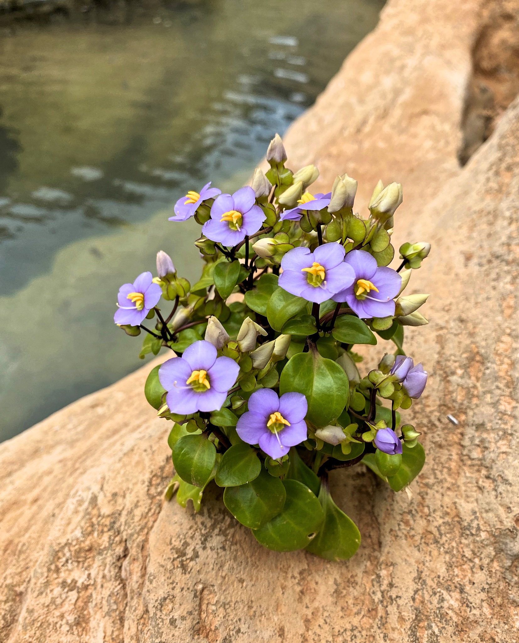 Persian Violet (Exacum affine)  iNaturalist