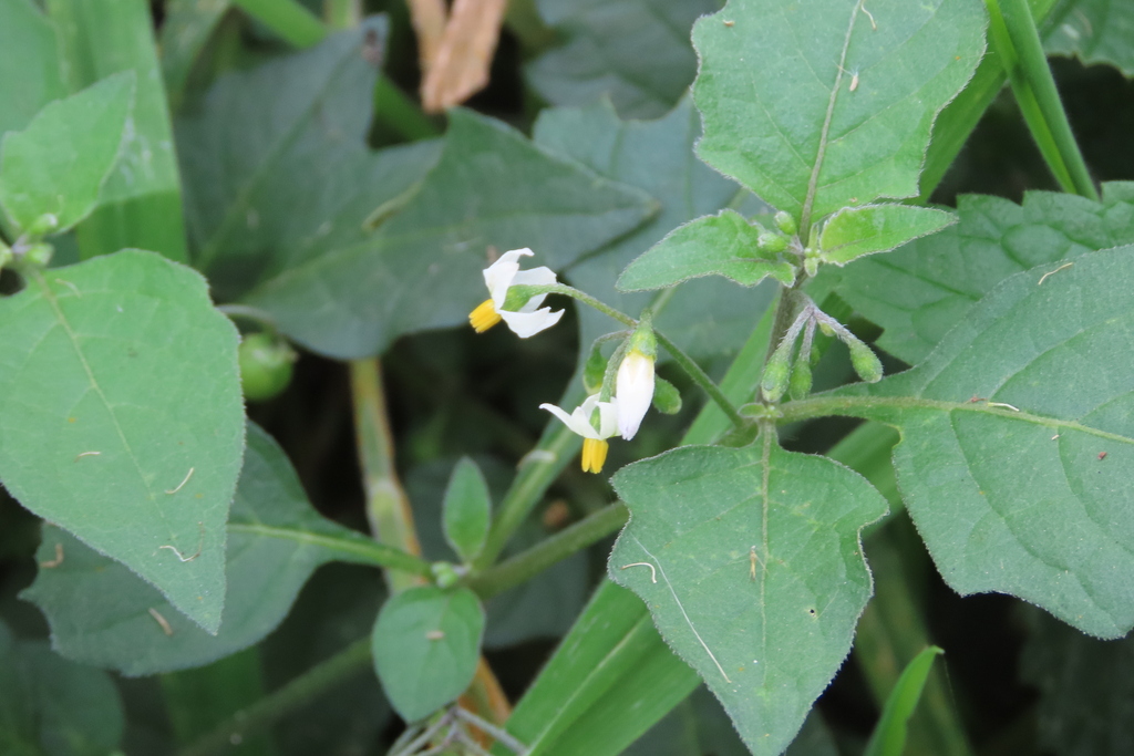 black nightshade from Woubrugge, Netherlands on October 10, 2023 at 06: ...