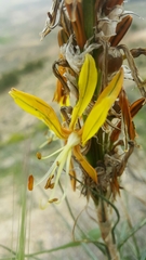 Asphodeline lutea
