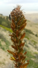Asphodeline lutea