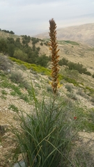 Asphodeline lutea