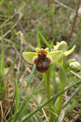 Ophrys bombyliflora