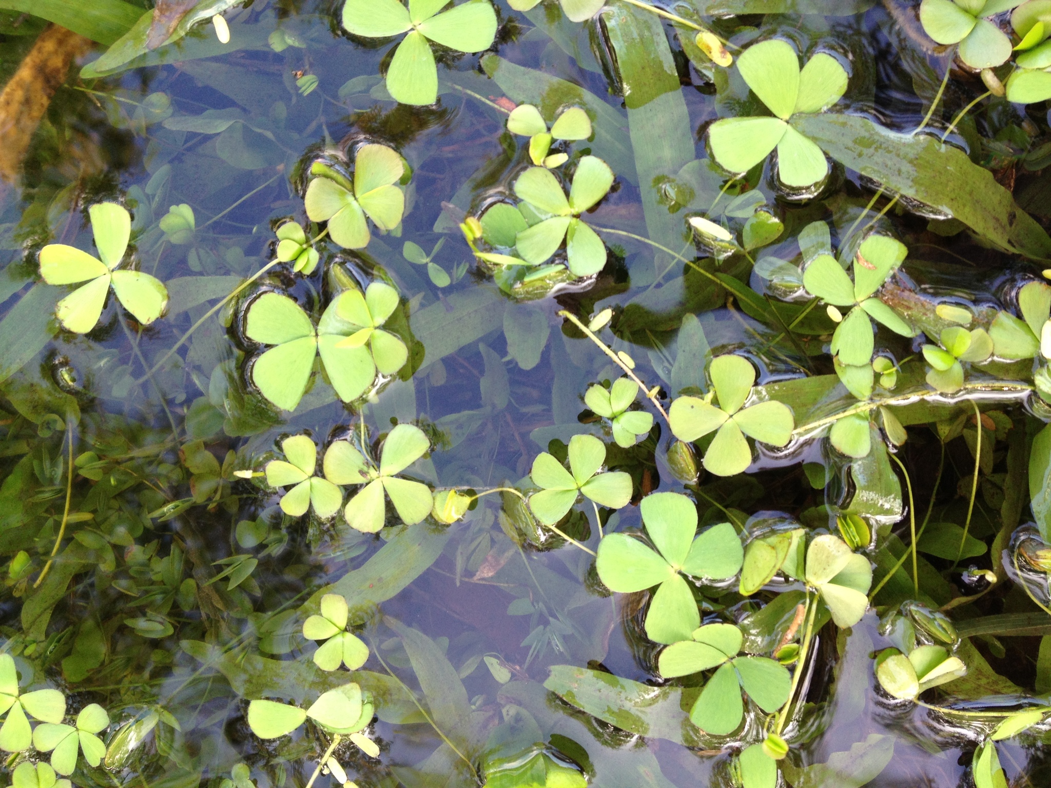 Marsilea villosa