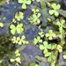 Villous Waterclover - Photo (c) Vince Scheidt, some rights reserved (CC BY-NC), uploaded by Vince Scheidt