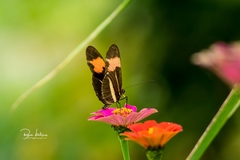Heliconius erato