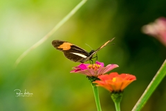 Heliconius erato