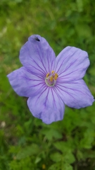 Erodium gruinum