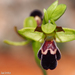 Ophrys omegaifera - Photo (c) Valter Jacinto, algunos derechos reservados (CC BY-NC-SA)