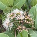 Syzygium cordatum - Photo (c) Athol Ferguson, μερικά δικαιώματα διατηρούνται (CC BY-NC), uploaded by Athol Ferguson