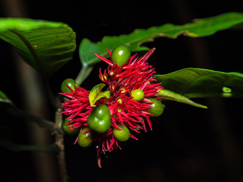 Nodding Witch's Tongue (Clerodendrum deflexum)