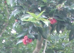 Syzygium taiwanicum, photograph (c) 胡正恆(Jackson Hu), some rights reserved (CC BY)