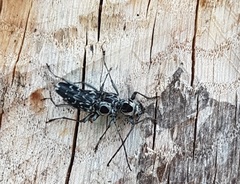 Sarosesthes fulminans