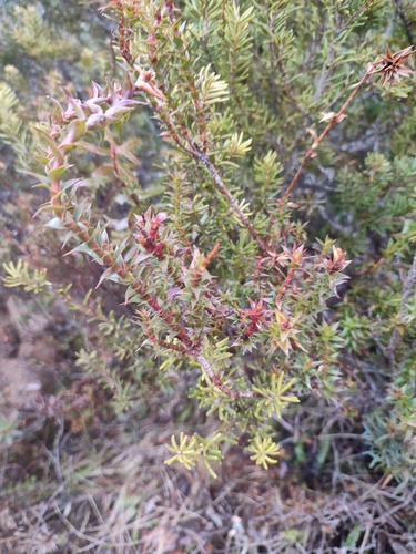 Image of Rigid Candleheath (Richea sprengelioides) by no rights reserved