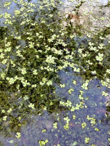 Marsilea villosa