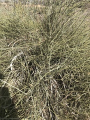 Ephedra aspera