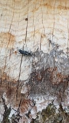 Sarosesthes fulminans