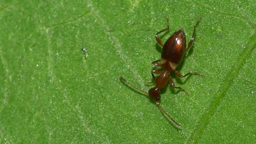 Anthelephila from Ovalekar Wadi,Owala Village,Takkarda Road, 7XC4+25C