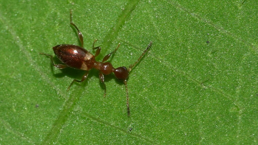 Anthelephila maindroni