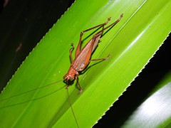 Ischnomela pulchripennis