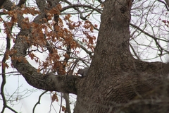 Sciurus carolinensis pennsylvanicus