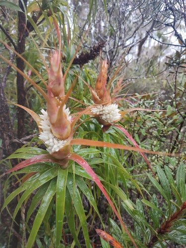 Image of Dragon Heath (Richea dracophylla) by no rights reserved