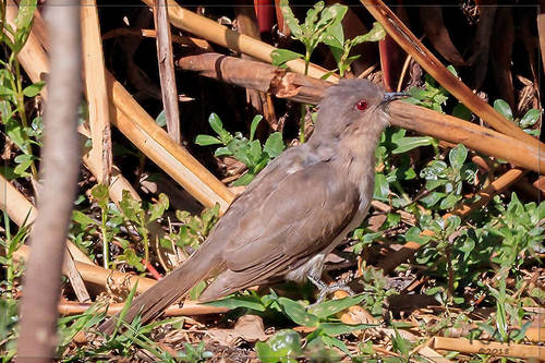 Ash-colored Cuckoo (Coccycua cinerea), photo 4
