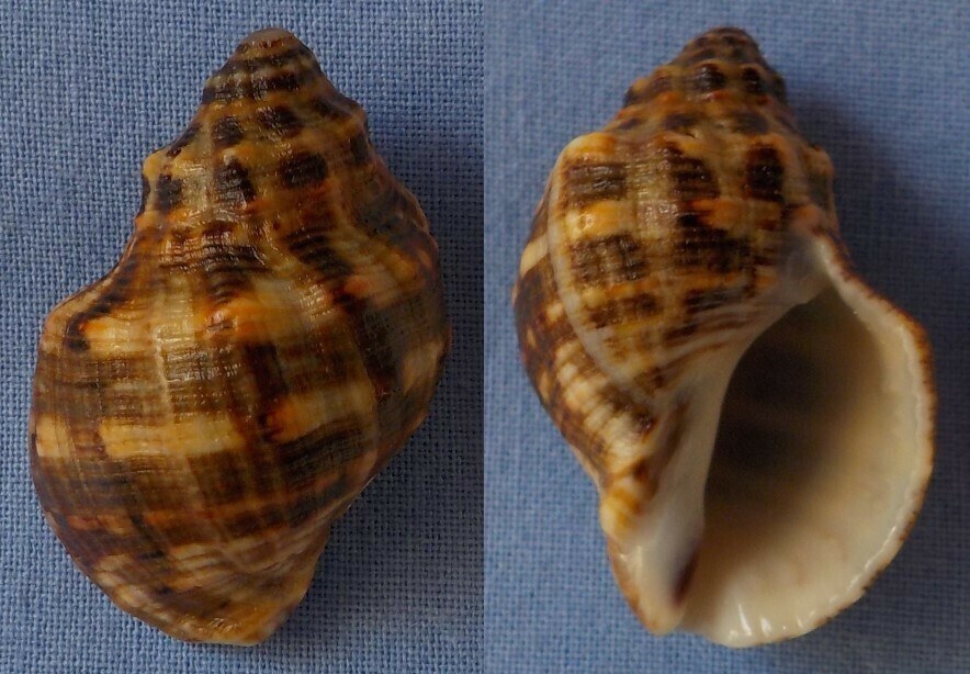 Rusty Rocksnail
