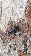 Sarosesthes fulminans