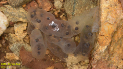 Hynobius leechii