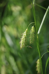 Carex cherokeensis