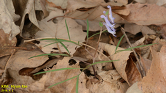 Corydalis turtschaninovii