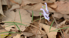 Corydalis turtschaninovii
