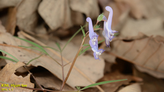Corydalis turtschaninovii