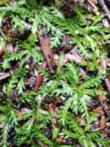 Image of Alpine Cotula (Cotula alpina) by no rights reserved