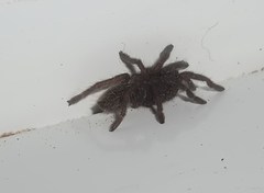 Harpactirinae