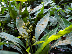 Hanguana neglecta, photograph Samuel Lee, CC BY, iNaturalist via GBIF